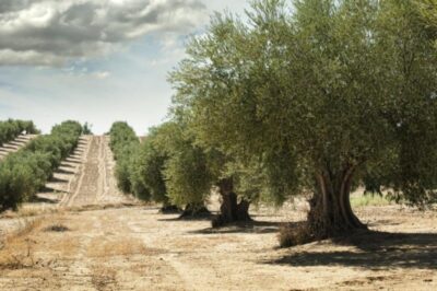 Natural Home Cleaning with Olive Oil