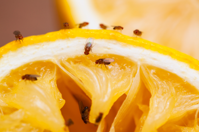 How to get rid of fruit flies, for good