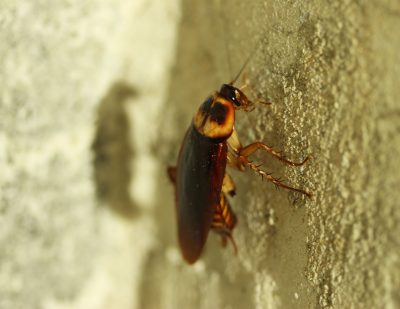 Cockroach Control: Get Rid of Cockroaches Naturally